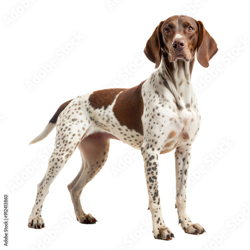 German Shorthaired Pointer. Kurzhaar dog isolated on white background.