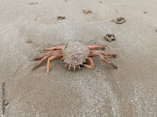 Panzer einer Krabbe am Strand