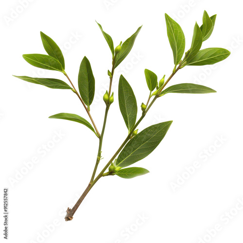 A single clove sprig, green branch with fresh leaves, perfect for nature-themed designs or culinary purposes. Ideal for various creative projects.