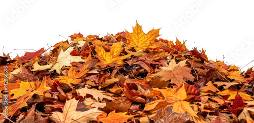 PNG Autumn leaves on white background