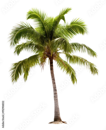 PNG Beach tree plant white background.