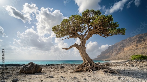 Socotra Island, Yemen