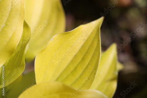 Hosta SHINY PENNYFunkia żółta bylina