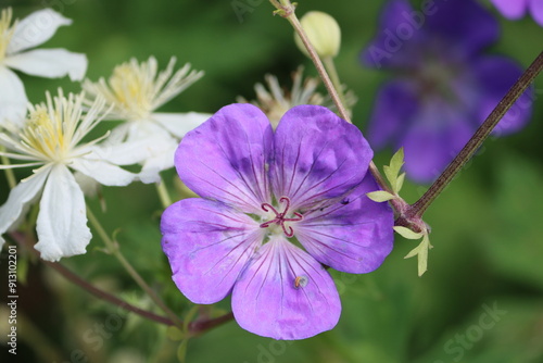 Sweden. Geranium bohemicum is a species of flowering plant belonging to the family Geraniaceae. It was first described in 1756 by Carl Linnaeus. 