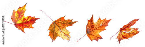 PNG Vibrant autumn maple leaves isolated.