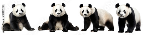 Panda wild animal png cut out element set