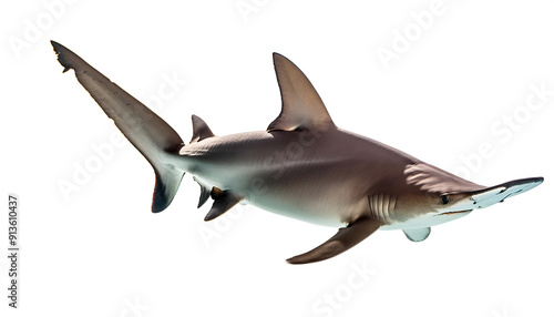  Swimming Hammerhead Shark – A hammerhead shark swimming, isolated on a white background_1(303)