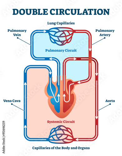 Double circulation illustration, transparent background. Labeled educational blood route scheme. Lung capillaries, pulmonary artery, aorta, vein and vena cava diagram.