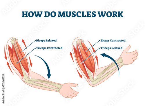 How do muscles work labeled principle explanation scheme illustration, transparent background. Anatomical and physical movement process example with biceps relaxed and triceps contracted.