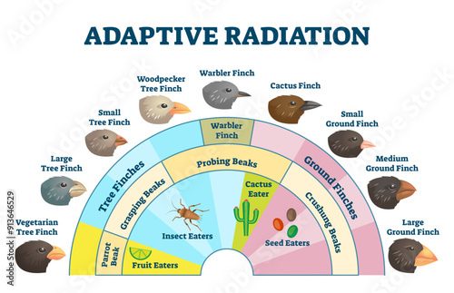 Adaptive radiation illustration, transparent background. Labeled birds diet evolution diagram. Darwin's finch scheme explanation with wildlife food sources and beak styles.