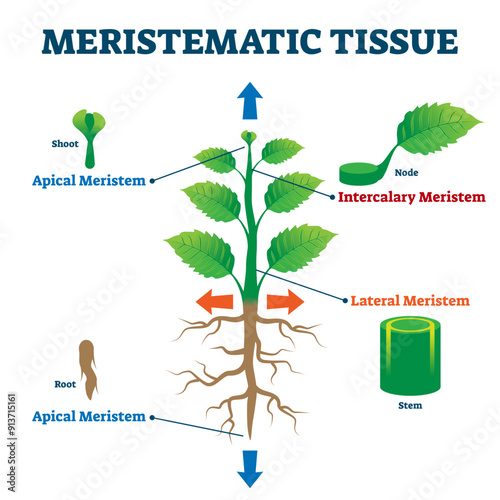 Meristematic tissue illustration, transparent background.Labeled educational plant structure scheme.Biological description with apical, intercalary, lateral and apical meristem parts.