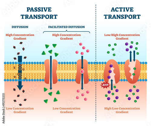 Active vs passive transport illustration, transparent background. Labeled educational cell scheme comparison. Diffusion and facilitated various concentration gradients and ATP explanation.