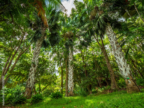 Green nature with Hawaiian Palm trees and summer sun rays