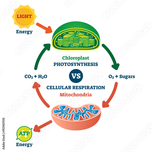 Chloroplast vs mitochondria process educational scheme illustration, transparent background.Labeled photosynthesis and cellular respiration interaction diagram.