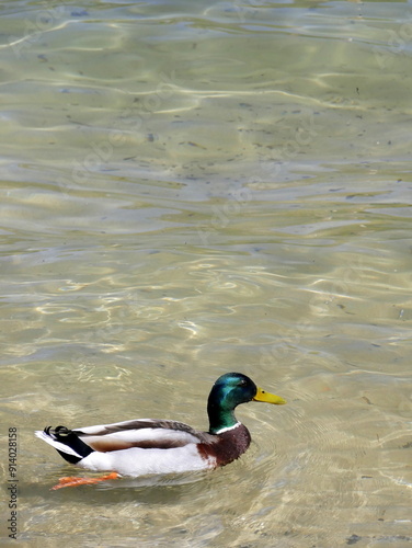 wild male mallard duck swimming on clear fresh water, anas platyrhynchos on annecy lake