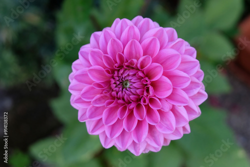 Dahlia commun fleuri en été en gros plan