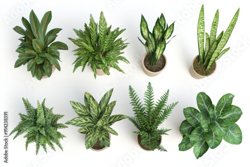 Various houseplants in pots isolated on a transparent background