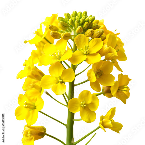  Sprig of fresh rapeseed isolated on white background.AI GENERATED