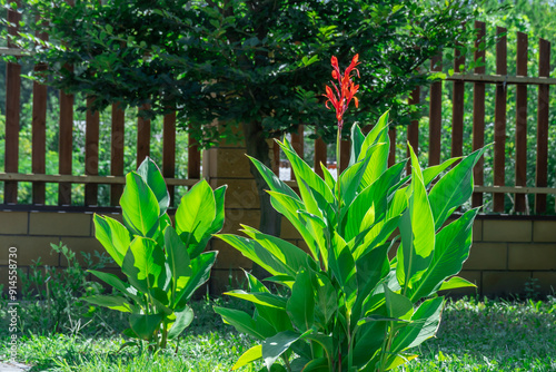 Ornamental red canna indica with green leaves in garden. Indian lily of tropical flower blooming in park. Genus of monotypic cannaceae family. Perennial herbaceous plants and flowers asymmetrical.