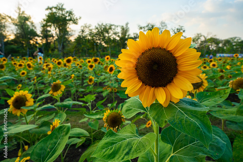 Sunflower summer flora garden in green city public park sunset sky with cloud