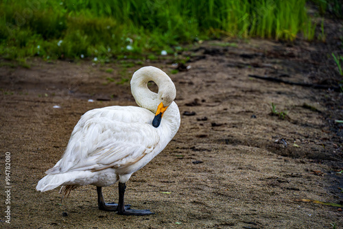 毛繕いする白鳥 