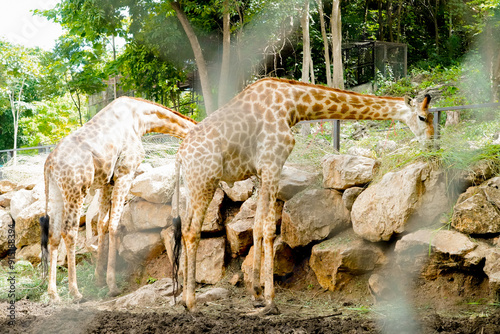 giraffe animal mammal at bonanza exotic zoo.