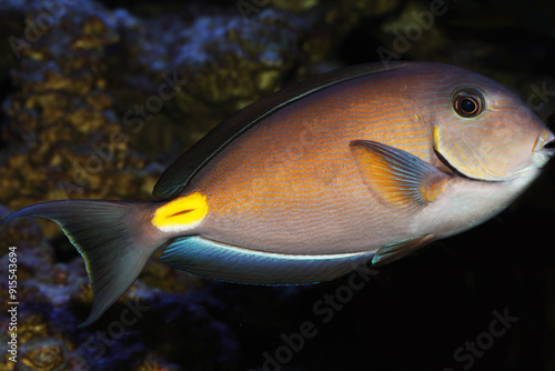 Monrovia doctorfish (Acanthurus monroviae) in reef tank