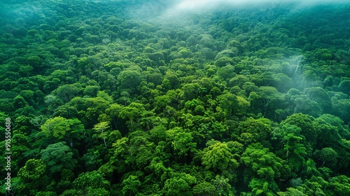 Forests capturing carbon dioxide, mitigating climate change effects, forest resources weather, carbon sequestration