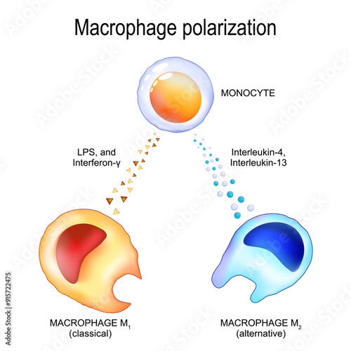 Macrophage polarization. Monocyte and cytokines