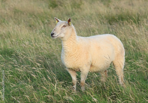 Sheep: Cheviot breed ewe standing in field on farmland in rural Ireland