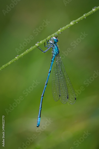 Blue awl on stem with raindrops.