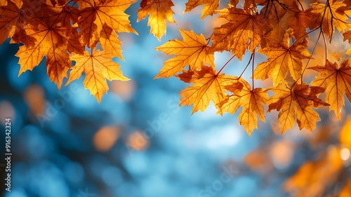 Fall panoramic Thanksgiving header with golden maple leaves, sunlight, and clear blue sky, perfect for banners