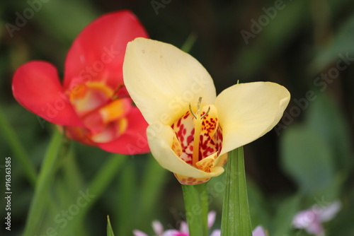 Tigridia Pavonia or peacock tiger flower in garden. Close up.