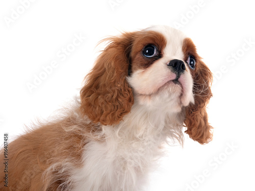 puppy cavalier king charles