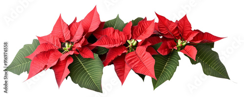 Festive red poinsettia flowers with green leaves, perfect for Christmas decoration and holiday celebrations.