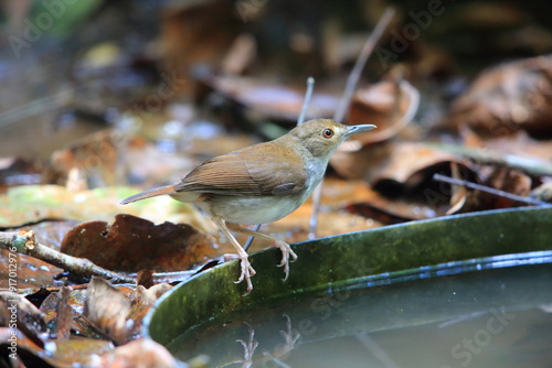 White-chested babbler or Malayan swamp babbler (Pellorneum rostratum) is a species of bird in the ground babbler family, Pellorneidae,