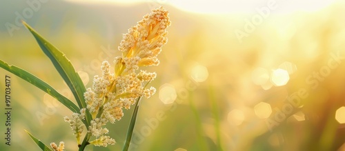 Scirpus sylvaticus is a flowering plant in the Cyperaceae family with a beautiful setting in a copy space image