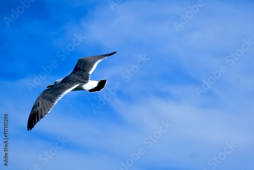 seagull in flight