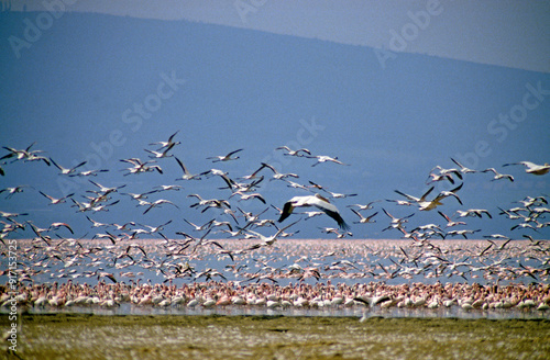 Flamant nain, phoenicopterus minor, Lesser Flamingo, Parc national de Nakuru, Kenya