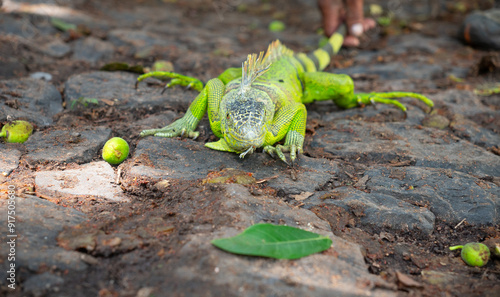 Legwan zielony (iguana) w Meksyku