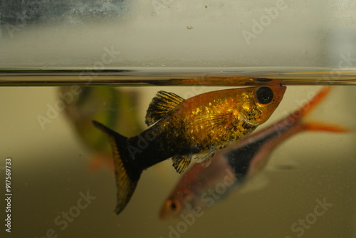 Poecilia sphenops, commonly known as the Molly Fish or Molly, is a species of freshwater fish popular in home aquariums. They are known for their hardiness, peaceful nature|黑花鱂