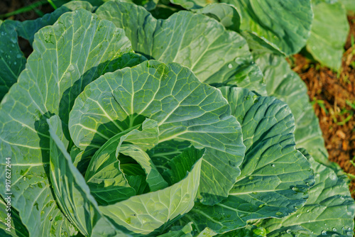 ose up a big green cabbage, organic vegetable in a farm under warm morning light, some droplets is all its leaf, same bite mark from insects.