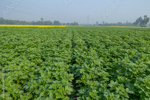 Organic green potato tops, tuberous herbaceous plant, Potato plants in rows on potato field in Winter season.