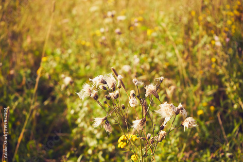 chaber driakiewnik, centaurea scabiosa l.