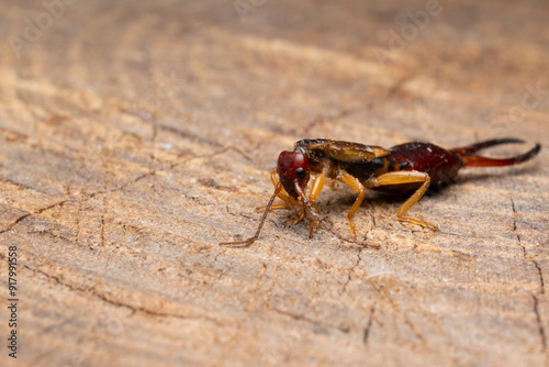 earwig