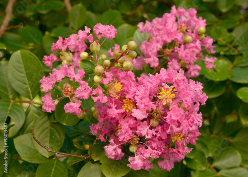 Queen's Crape Myrtle pink flowers Lagerstroemia speciosa (L.) Pers.