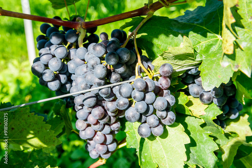 Large bunche of red wine grapes in vineyard.