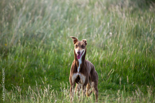 Whippet (Canis lupus familiaris) on Bull Island, Clontarf, Dublin, Ireland