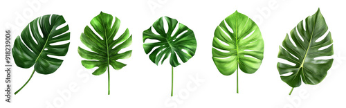 Conjunto de hojas tropicales como monstera, pluma de loro y otras plantas verdes. Un arreglo de plantas tradicional al estilo del follaje de las hojas del bosque natural proporciona un fondo estético 