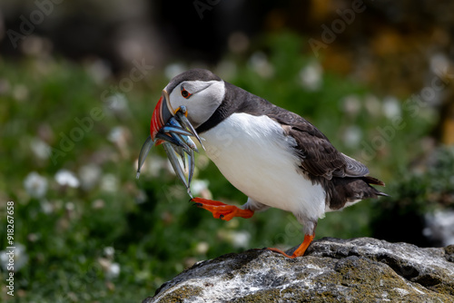 Seabird Species Atlantic Puffin (Fratercula arctica) With Sandeels On The Isle Of May In The Firth Of Forth Near Anstruther In Scotland